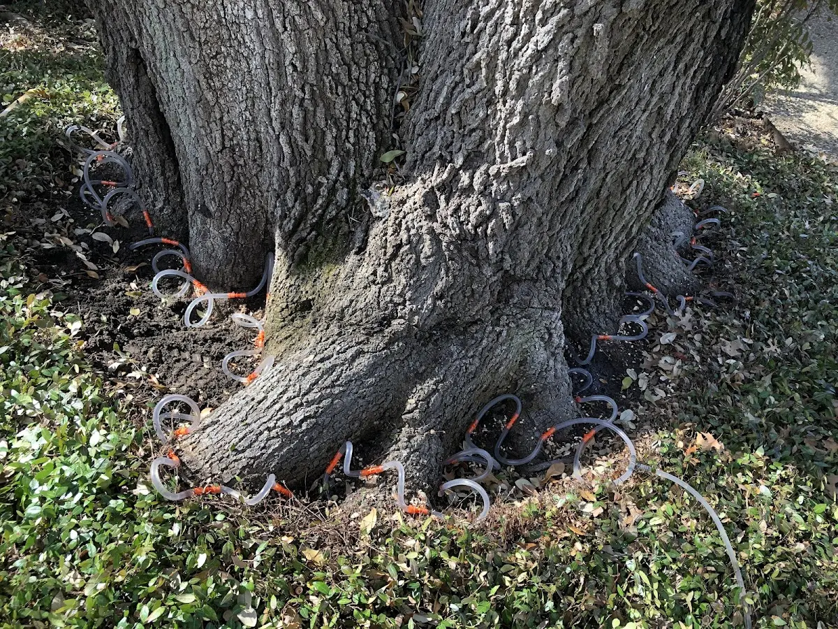 Detailed Tree Cabling and Bracing job site in Watervliet