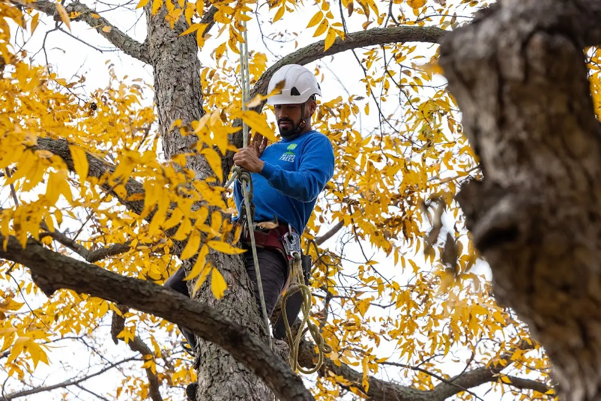 Skilled Tree Planing crew working in Watervliet