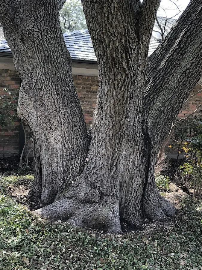 Mature heritage tree close to a Watervliet property cared for by certified arborists